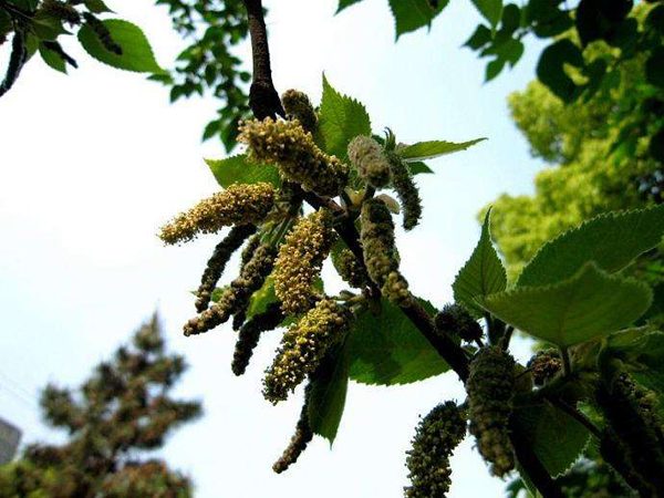 構(gòu)樹(shù)花 構(gòu)樹(shù)花