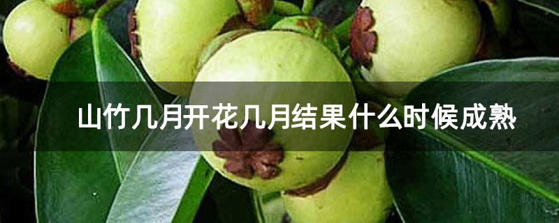 山竹幾月開花幾月結(jié)果什么時候成熟