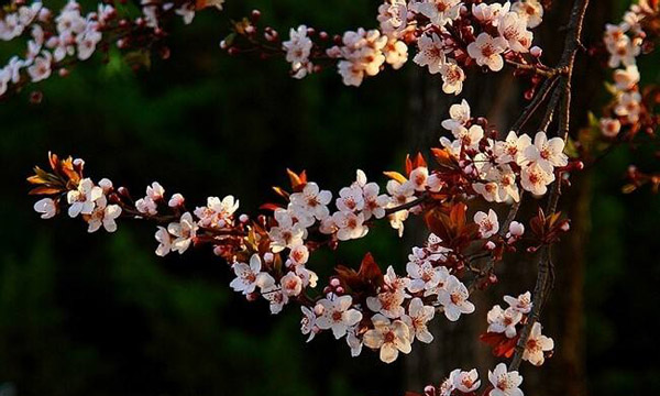 紅葉李花 紅葉李花