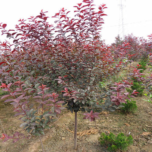 紅葉李 紅葉李