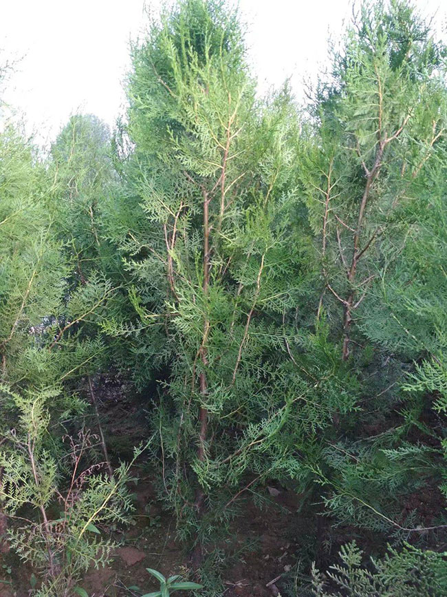 黃柏樹苗 黃柏樹苗